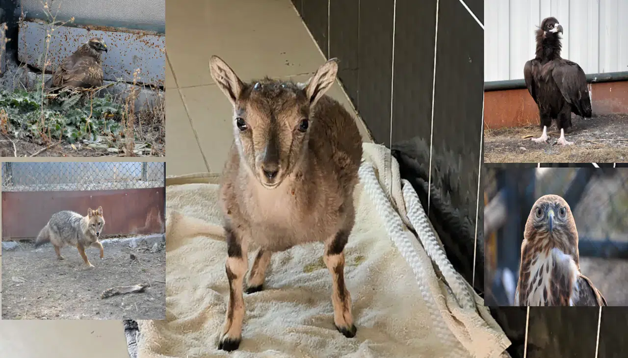 Kars’ta 10 yılda 4 bin 500 yaban hayvanı tedavi edildi