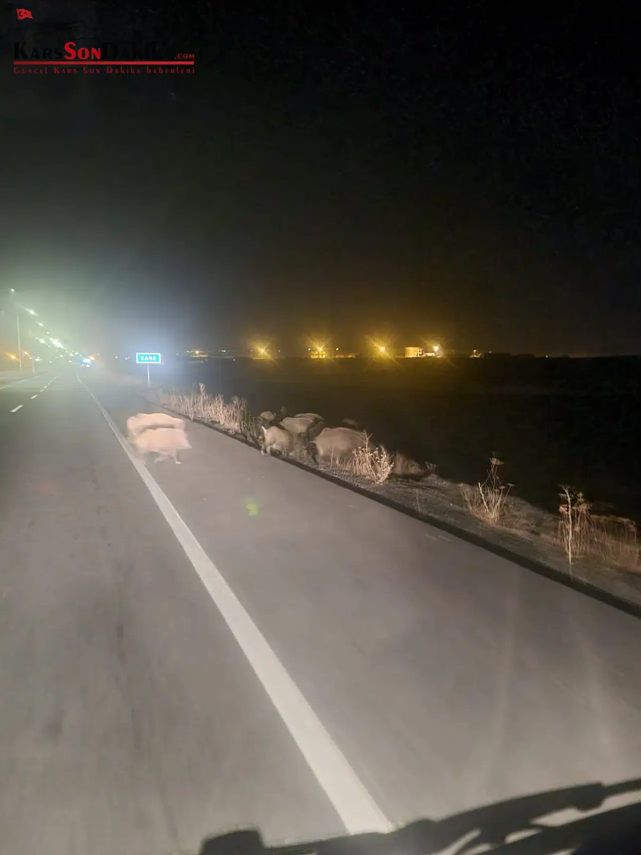 Kars'ta Domuz Sürüsü Yol Kenarında Kameraya Yansıdı
