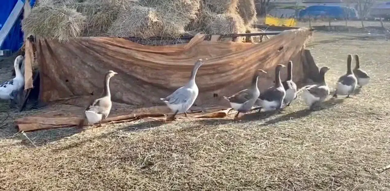 Anaç kazlarla Kars’ta kazcılık güç kazanıyor: Üretimde verimli dönem