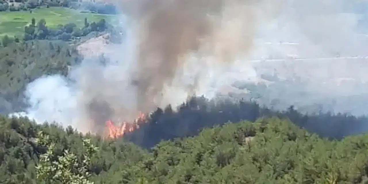 Sinop Gerze'de Orman Yangını Kontrol Altına Alındı: 1400 Metrekare Alan Zarar Gördü