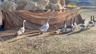 Anaç kazlarla Kars’ta kazcılık güç kazanıyor: Üretimde verimli dönem