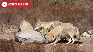 Kars'ta Kurt Sürüleri İnsan Yerleşimlerine Yaklaştı.
