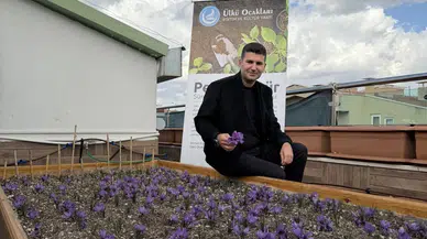 Ülkü Ocakları Genel Merkezi’nin Terasında Safran Hasadı.