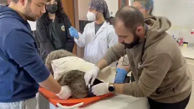 Meyvelerle güçlenen yavru ayı tedavi edildi, doğaya dönecek