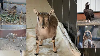 Kars’ta 10 yılda 4 bin 500 yaban hayvanı tedavi edildi