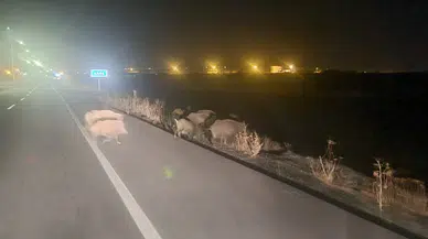Kars'ta Domuz Sürüsü Yol Kenarında Kameraya Yansıdı