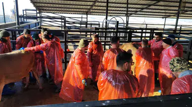 Kars'ta Veteriner Eğitiminde Ulusal İlgiyi Artıran Başarılar!