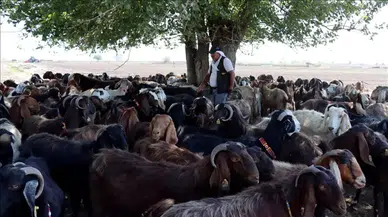 Deprem Sonrası Devlet Desteği ile Sürüsünü Büyüten Besici: Halil İbrahim Kırmızıgül