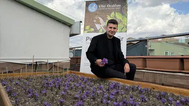Ülkü Ocakları Genel Merkezi’nin Terasında Safran Hasadı.