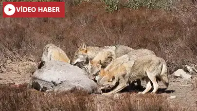 Kars'ta Kurt Sürüleri İnsan Yerleşimlerine Yaklaştı.