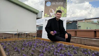 Ülkü Ocakları Genel Merkezi’nin Terasında Safran Hasadı.