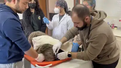 Meyvelerle güçlenen yavru ayı tedavi edildi, doğaya dönecek