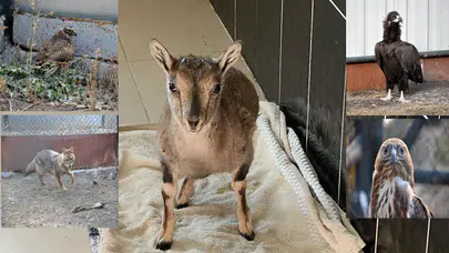 Kars’ta 10 yılda 4 bin 500 yaban hayvanı tedavi edildi