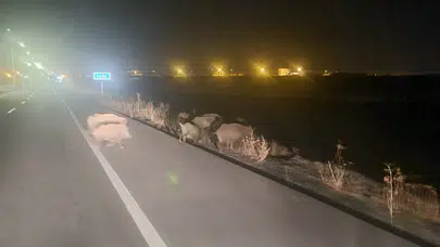 Kars'ta Domuz Sürüsü Yol Kenarında Kameraya Yansıdı