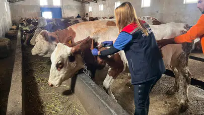 Kars’ta Zorlu Kışta Septisemi Aşısı Çalışmaları Sürüyor