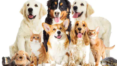 Evcil Hayvan Sahiplerine Son Uyarı: Kayıt Süresi Bitiyor