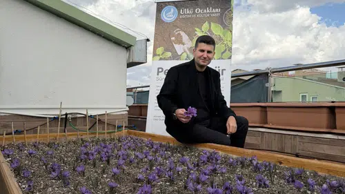 Ülkü Ocakları Genel Merkezi’nin Terasında Safran Hasadı.