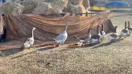 Anaç kazlarla Kars’ta kazcılık güç kazanıyor: Üretimde verimli dönem