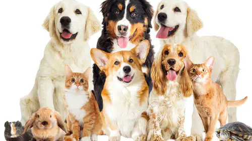 Evcil Hayvan Sahiplerine Son Uyarı: Kayıt Süresi Bitiyor