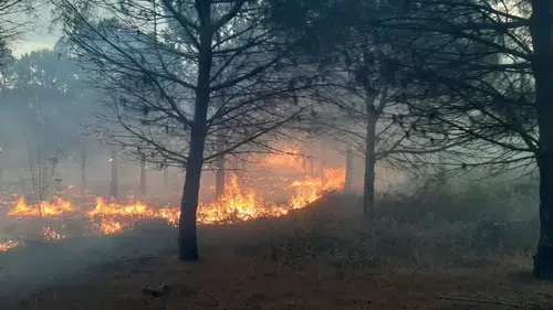 Çanakkale Orman Yangınında Son Durum: Alevlerle Amansız Mücadele Devam Ediyor