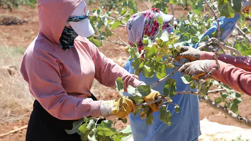 Boz Antep Fıstığı Kilosu 700 Liraya Ulaştı: Üreticiler Fiyatlardan Memnun