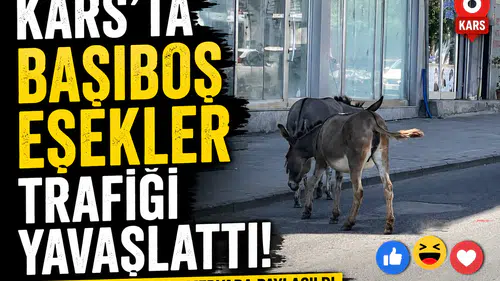 Kars'ta başıboş eşekler trafiği yavaşlattı, renkli anlar sosyal medyada paylaşıldı!