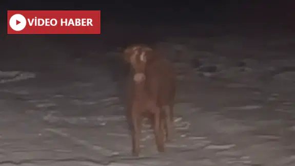 Kars’ta Karlı Arazide Nefes Kesen Takip: Kaçan İnek İçin Köylüler Traktörlerle Seferber Oldu