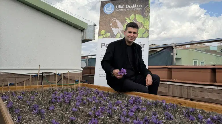 Ülkü Ocakları Genel Merkezi’nin Terasında Safran Hasadı.