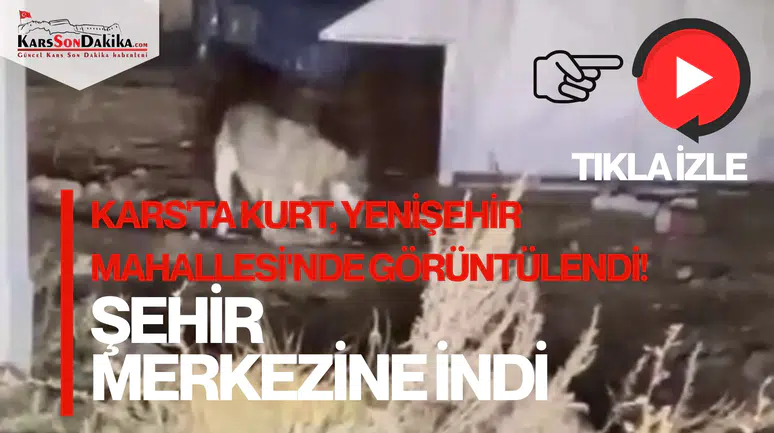 Kars'ta Kurt, Yenişehir Mahallesi'nde Şehir Merkezine İndi!