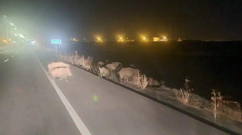 Kars'ta Domuz Sürüsü Yol Kenarında Kameraya Yansıdı
