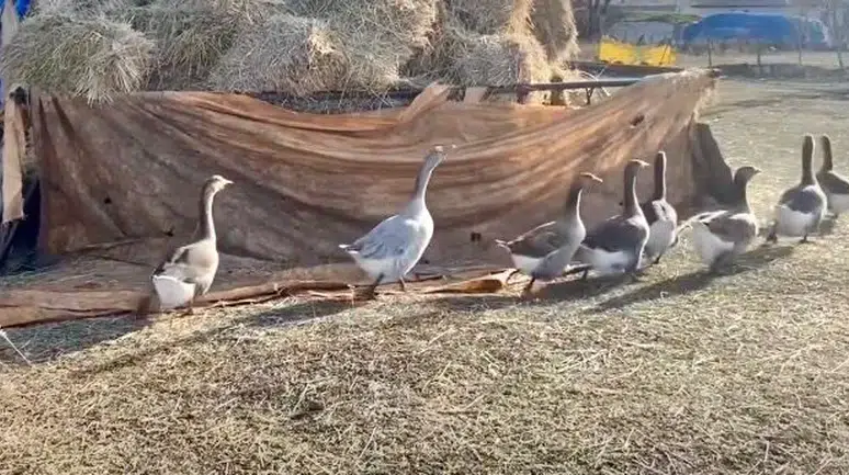 Anaç kazlarla Kars’ta kazcılık güç kazanıyor: Üretimde verimli dönem