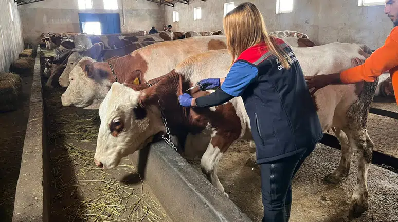 Kars’ta Zorlu Kışta Septisemi Aşısı Çalışmaları Sürüyor