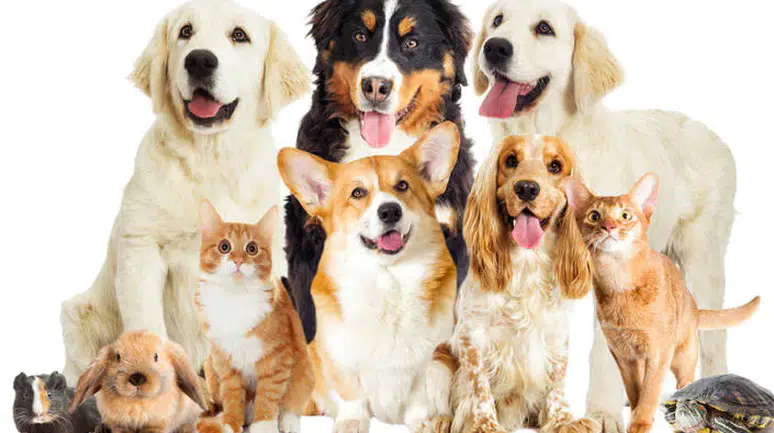 Evcil Hayvan Sahiplerine Son Uyarı: Kayıt Süresi Bitiyor