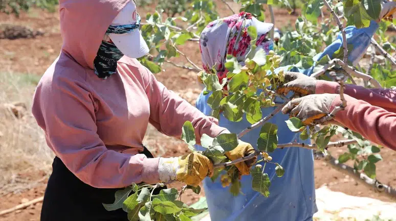 Boz Antep Fıstığı Kilosu 700 Liraya Ulaştı: Üreticiler Fiyatlardan Memnun