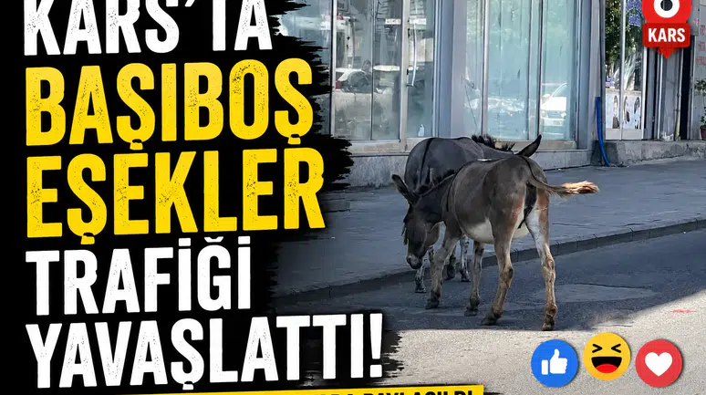 Kars'ta başıboş eşekler trafiği yavaşlattı, renkli anlar sosyal medyada paylaşıldı!