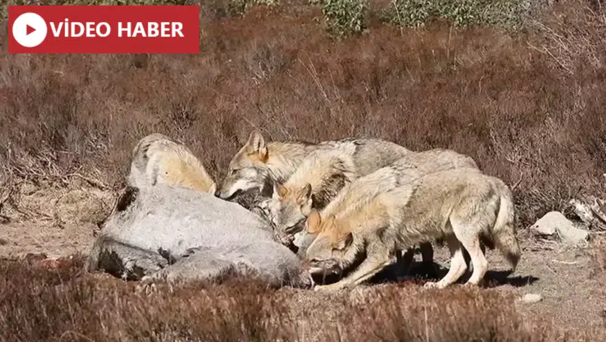 Kars'ta Kurt Sürüleri İnsan Yerleşimlerine Yaklaştı.