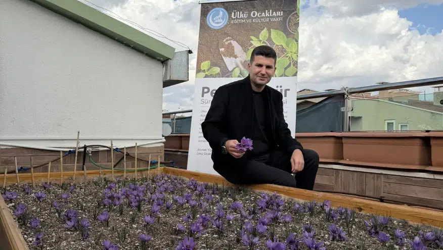 Ülkü Ocakları Genel Merkezi’nin Terasında Safran Hasadı.