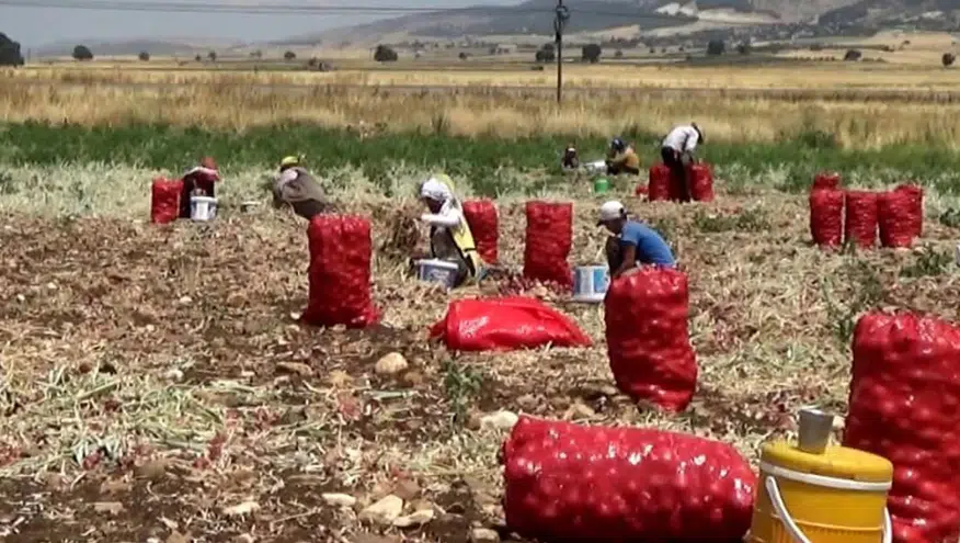 Gaziantep'te Soğan Hasadı: Tarlada 3 TL, Tezgahlarda 15 TL'ye Satılıyor